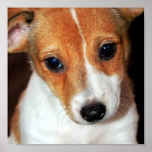 Poster del perro de perrito de Jack Russell Terrie