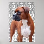 Poster del perro del boxeador