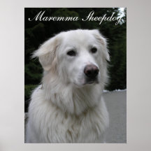 Poster del perro pastor de Maremma