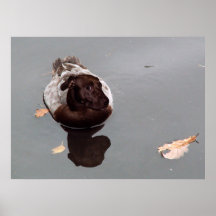 Poster del pitduck de Staffordshire