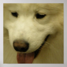 Poster del rescate del samoyedo