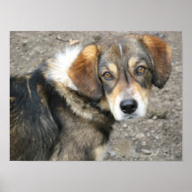 Poster del retrato del perro