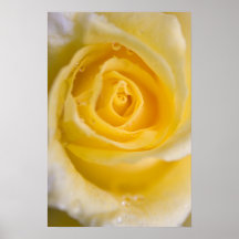 Poster del rosa amarillo…