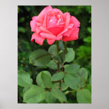 Poster del rosa rojo