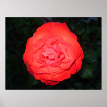 Poster del rosa rojo