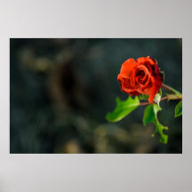 Poster del rosa rojo