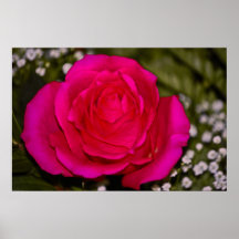 poster del rosa rojo