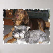 Poster del sabueso y del Schnauzer miniatura