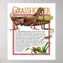 Poster del saltamontes