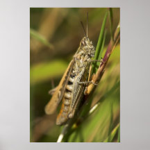 Poster del saltamontes