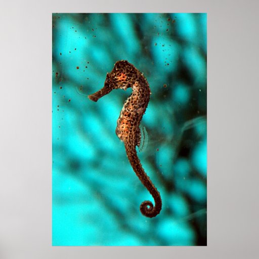 Poster del Seahorse