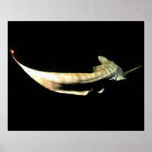 Poster del tiburón
