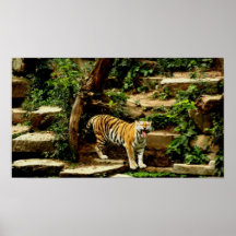 ¿Poster del tigre?