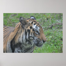 Poster del tigre