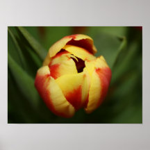 Poster del "tulipán"