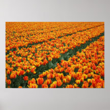 Poster del tulipán