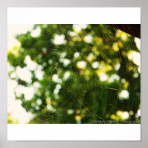 Poster del Web de araña