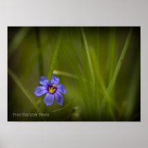 Poster del Wildflower