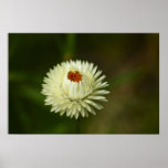 Poster delicado de la flor eterna