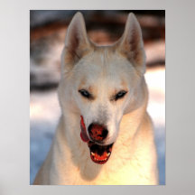 Poster despredador canino