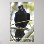 Poster divertido de la foto de la fauna del cuervo