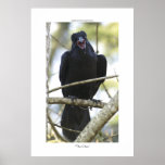 Poster divertido de la foto de la fauna del cuervo