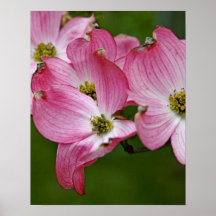 Poster:  Dogwood rosado vertical