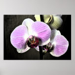 Poster dramático de las orquídeas
