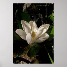 Poster dulce del flor de la magnolia