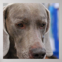 Poster dulce del perro de Weimaraner