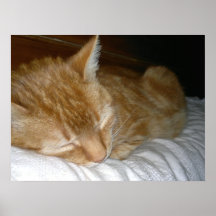 Poster, el dormir del gato del jengibre