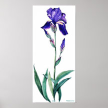 Poster elegante del iris de PMACarlson