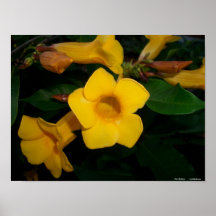 Poster - flor amarilla