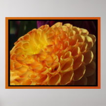 Poster - flor anaranjada de la dalia