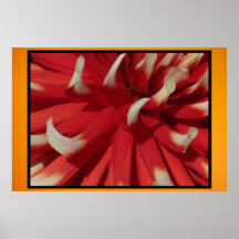 Poster - flor roja de la dalia