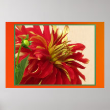 Poster - flor roja de la momia