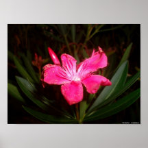 Poster - flor rosada