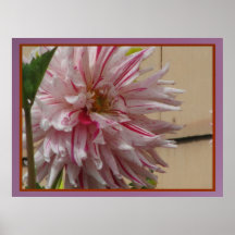 Poster - flor rosada de la momia