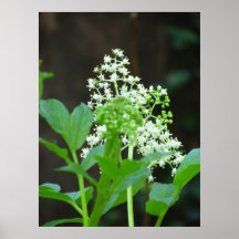 Poster - flor salvaje blanca