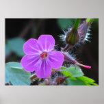 Poster - flor salvaje rosada