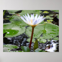 Poster floreciente del cojín de lirio