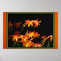 Poster - flores anaranjadas