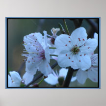 Poster - flores de la flor de cerezo