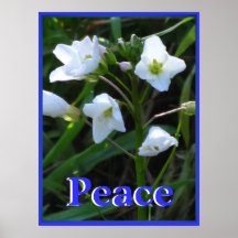 Poster - flores salvajes blancas