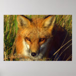 Poster fotográfico rojo del Fox