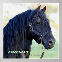 Poster frisio