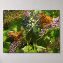 Poster gemelo de las mariposas