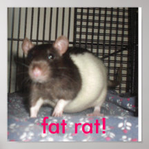 poster gordo de la rata
