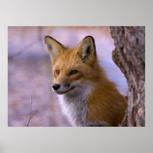 Poster grande del Fox