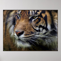 Poster grande del Gato-Amante de la fauna del tigr